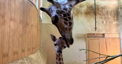 Warszawskie ZOO z radością ogłasza narodziny kolejnego przedstawiciela gatunku żyrafy Rothschilda. Młody samczyk przyszedł na świat w środę 28 sierpnia. To przyrodni brat Pietruszki, która urodziła się ponad miesiąc wcześniej.