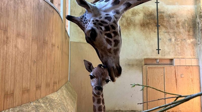 Warszawskie ZOO z radością ogłasza narodziny kolejnego przedstawiciela gatunku żyrafy Rothschilda. Młody samczyk przyszedł na świat w środę 28 sierpnia. To przyrodni brat Pietruszki, która urodziła się ponad miesiąc wcześniej.