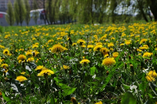 fot.Łukasz Nowak iln24.pl