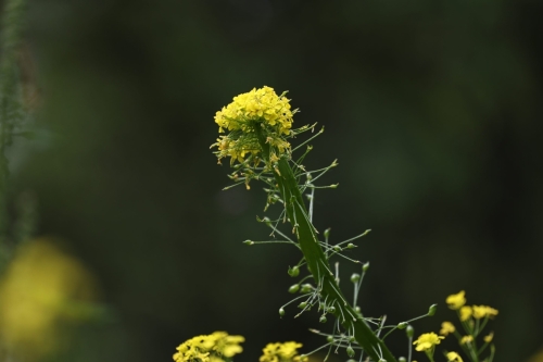 Ekipa Festiwal 2025. Tauron  Arena Kraków